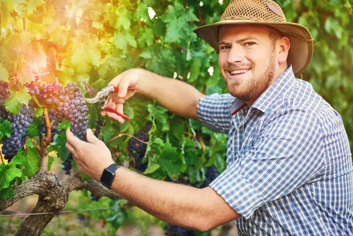 Smiling vineyard worker in a straw hat picking grapes in the sun