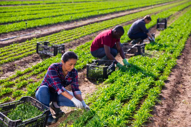 Farm workers harvesting crops in a sunny regional field